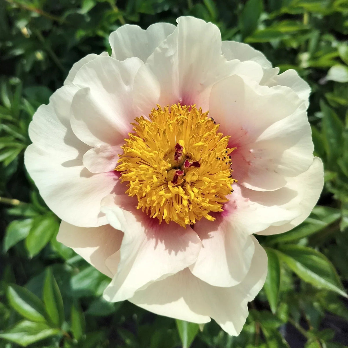 Large Bare Root Herbaceous Peony 'Folk Art' 5-7 Eyes - Paeonia lactiflora - Perennial Plant for Fall Shipping