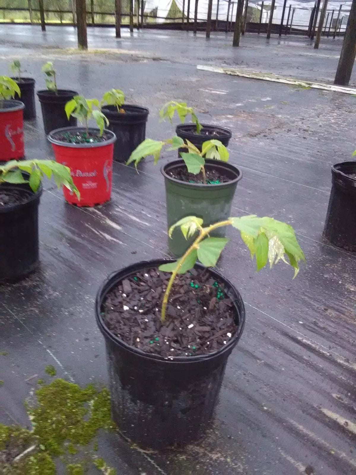 Muntingia Calabura Live Plant 10 Pack - Rare Strawberry Tree, Fast Growing Fruit Tree, Tropical Garden Plant