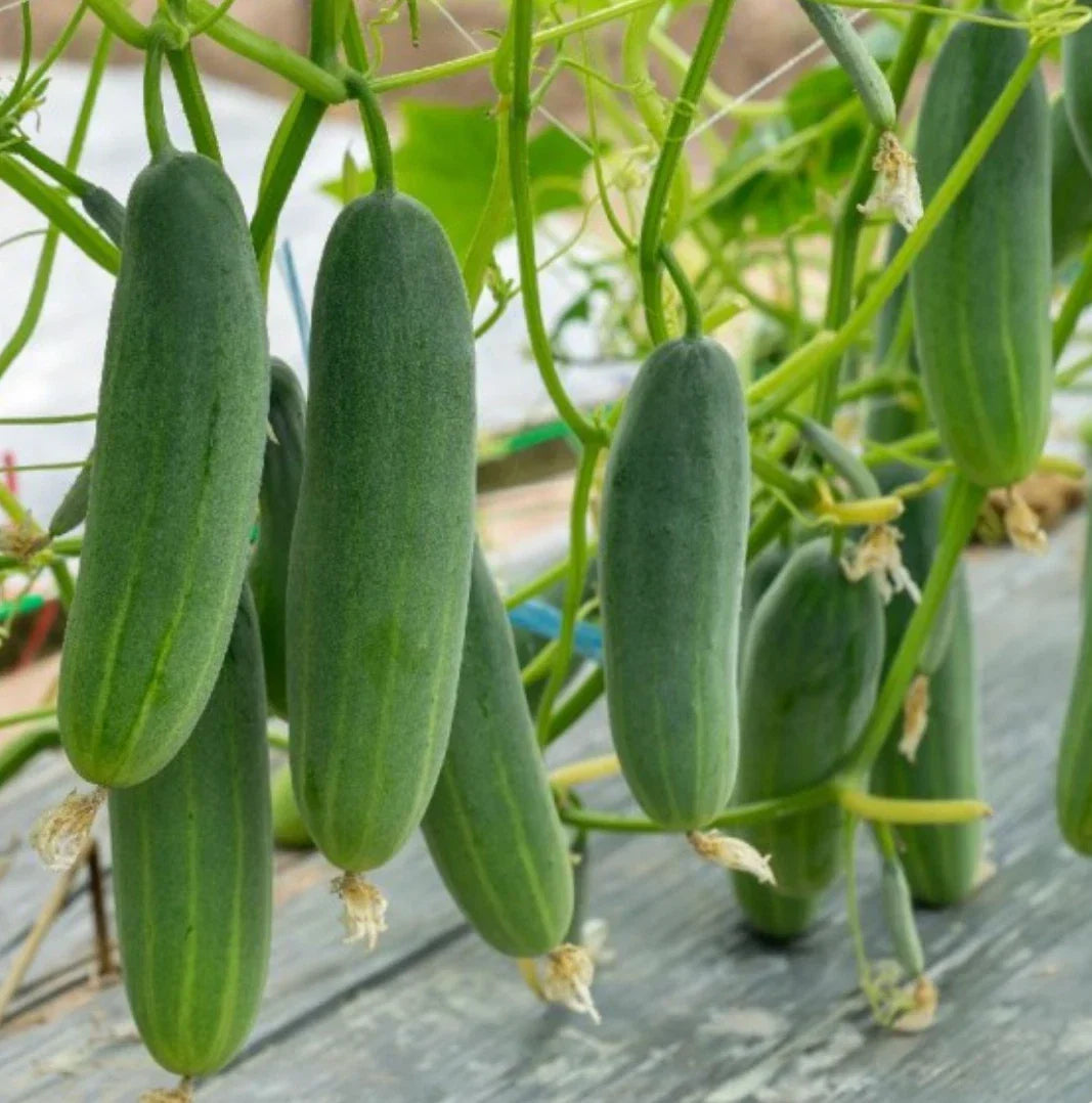 Cucumber Seeds 200 Count Non-GMO Marketmore 76 Heirloom Variety Cucumis sativus for Home Gardens and Container Growing
