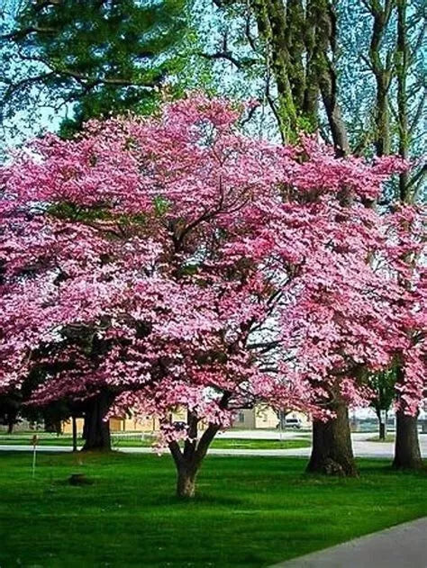 Cherokee Brave Dogwood Tree 16+ Inch Live Plant Reddish-Pink Blooms Cornus florida 'Comco No. 1' Fast Growing Bare Root