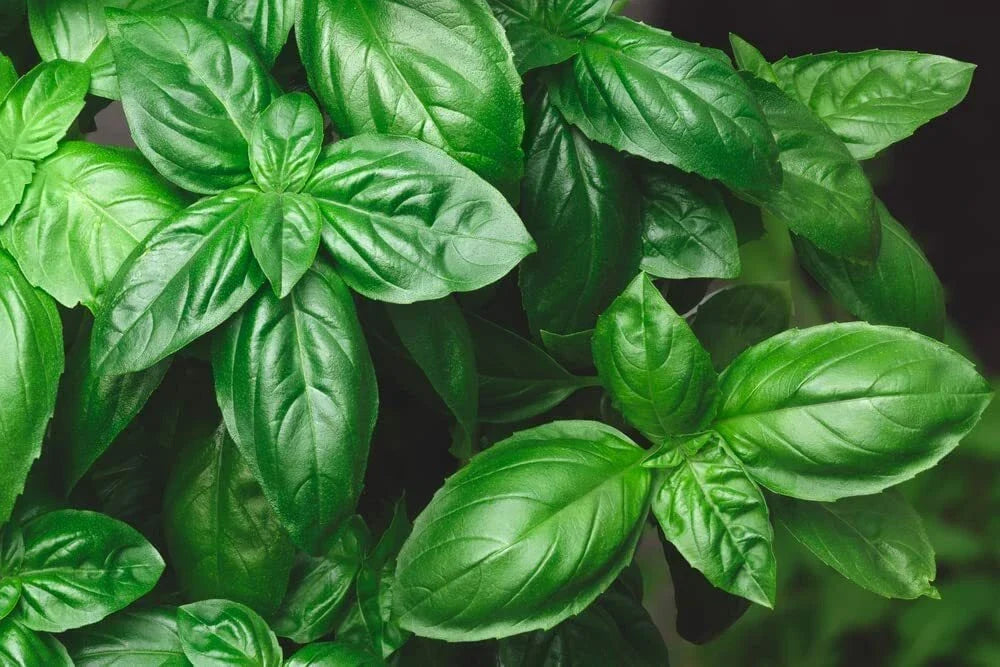 Genovese Basil Seeds 500+ Count - Italian Culinary Herb - Ocimum basilicum - Perfect for Pesto and Cooking