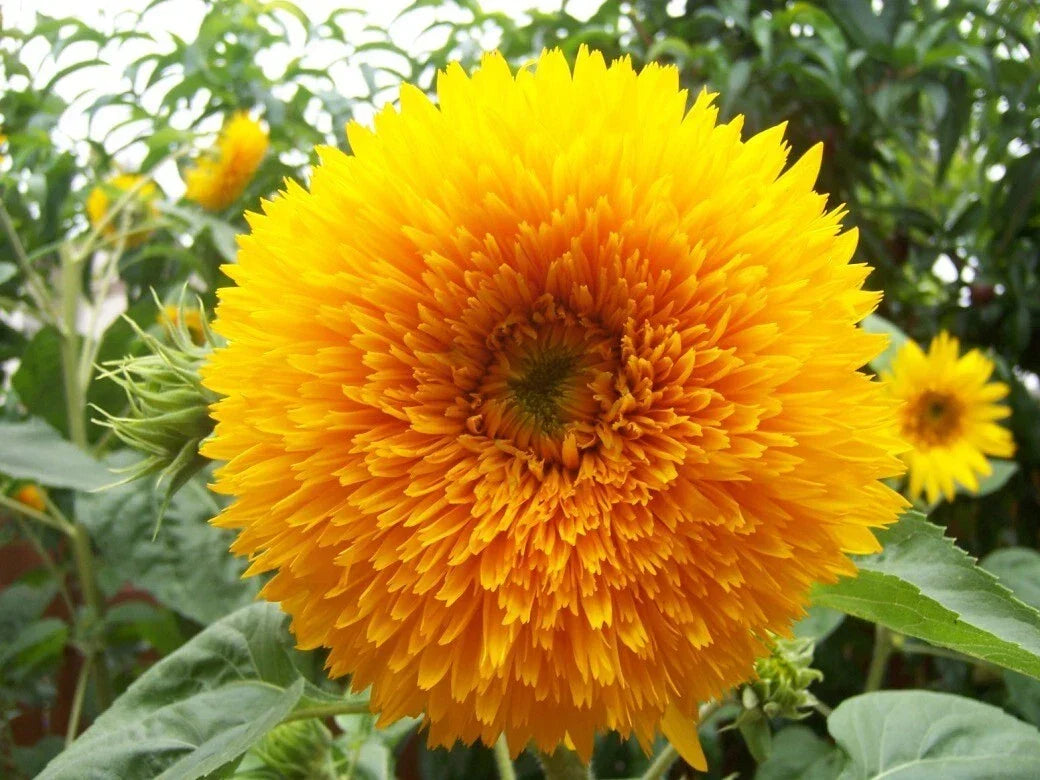 Giant Teddy Bear Sunflower Seeds - 10+ Pack - Helianthus annuus - Bee & Hummingbird Friendly, Non-GMO Fresh Seeds