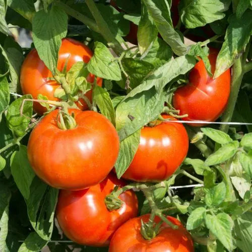 Rutgers Tomato Seeds 50 Ct Heirloom Non-GMO Determinate Vegetable Seeds Solanum lycopersicum for Home Gardening