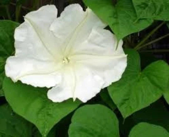 Moonflower Vine Seeds - 12 Premium Seeds, White Flowers, Ipomoea alba, Ideal for Moon Gardens