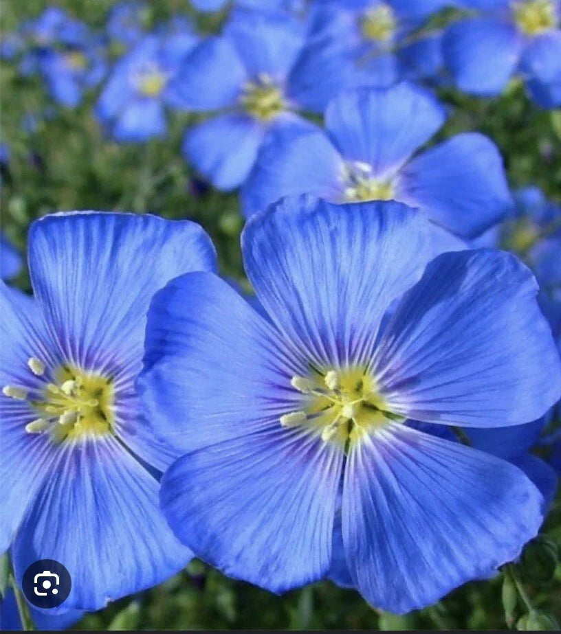 100 Blue Flax Seeds, Easy to Grow Perennial, Profuse Blooms, Linum lewisii