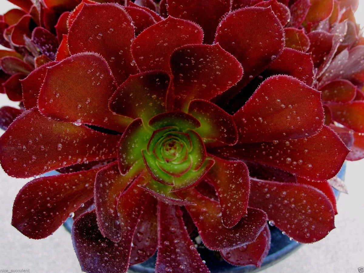 Aeonium Kokino Hybrid Succulent Cuttings - 2 Fresh & Healthy Cuttings - Rare Variety - Aeonium hybrid