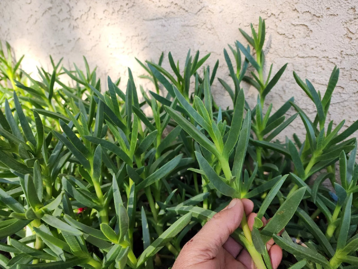 Hardy Ice Plant Ground Cover - 20 Pc Lot - Magenta Delosperma Cooperi - Drought Resistant Succulent Perennial