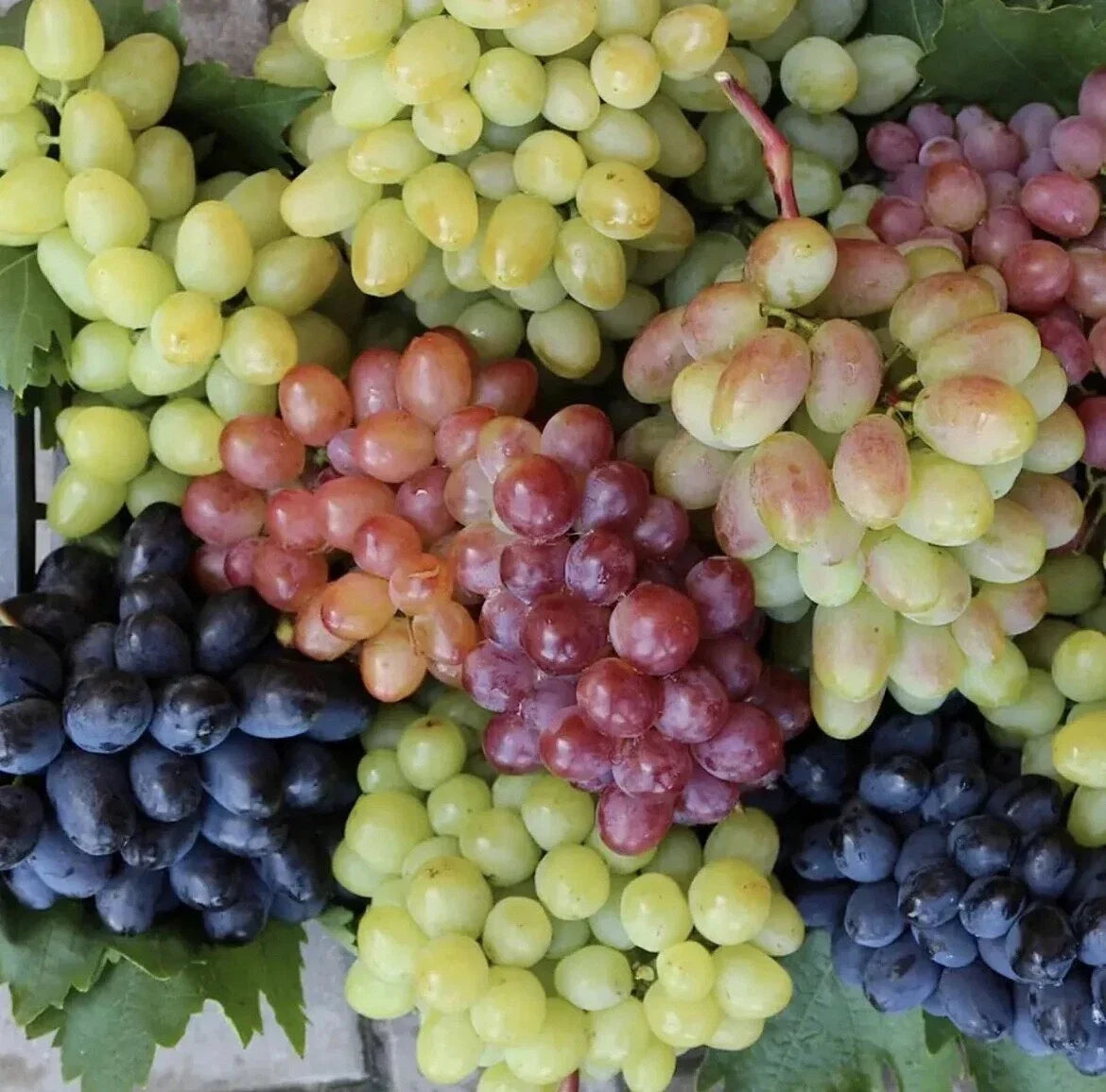 Grape Seed Mix - 20 Organic Non-GMO Multicolor Dessert Wine Seeds - Vitis vinifera for Edible Garden