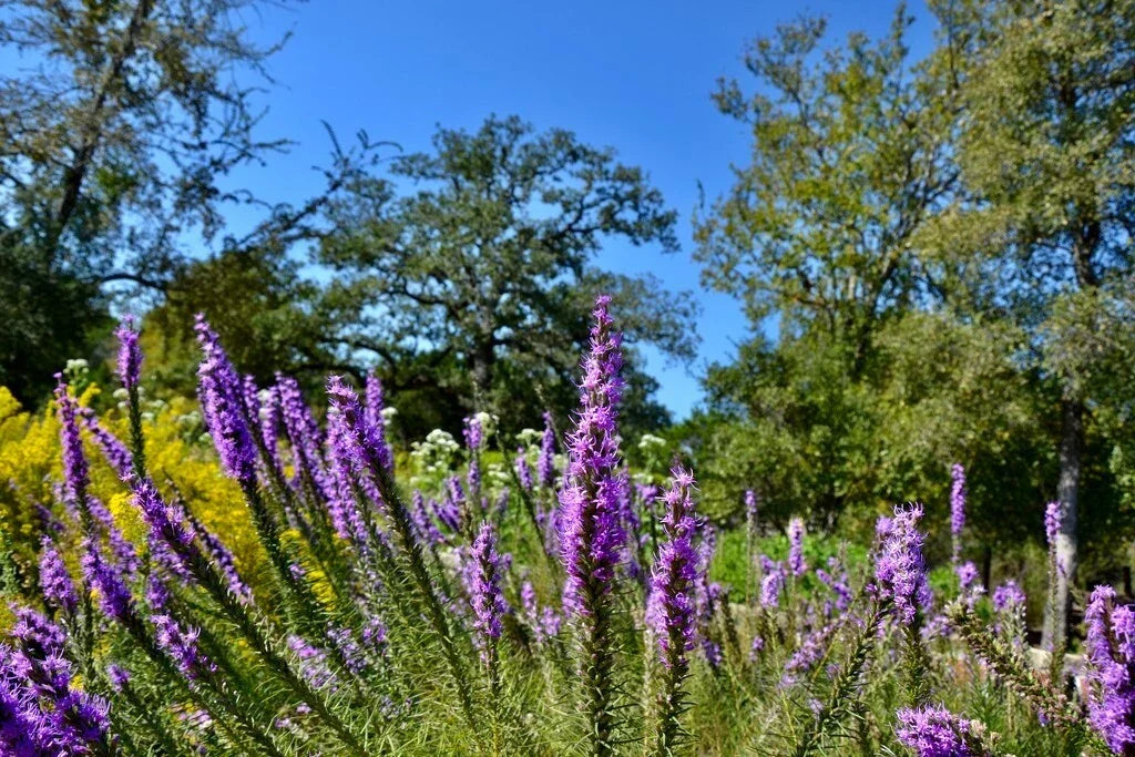 Prairie Blazing Star Seeds - 50+ Cat-tail Gayfeather, Liatris pycnostachya, Purple Flowering Perennial for Pollinator Gardens