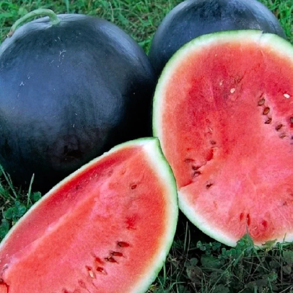 Black Diamond Watermelon Seeds | 25 Heirloom NON-GMO Seeds | Citrullus lanatus | Sweet Flavor, Dark Green Rind