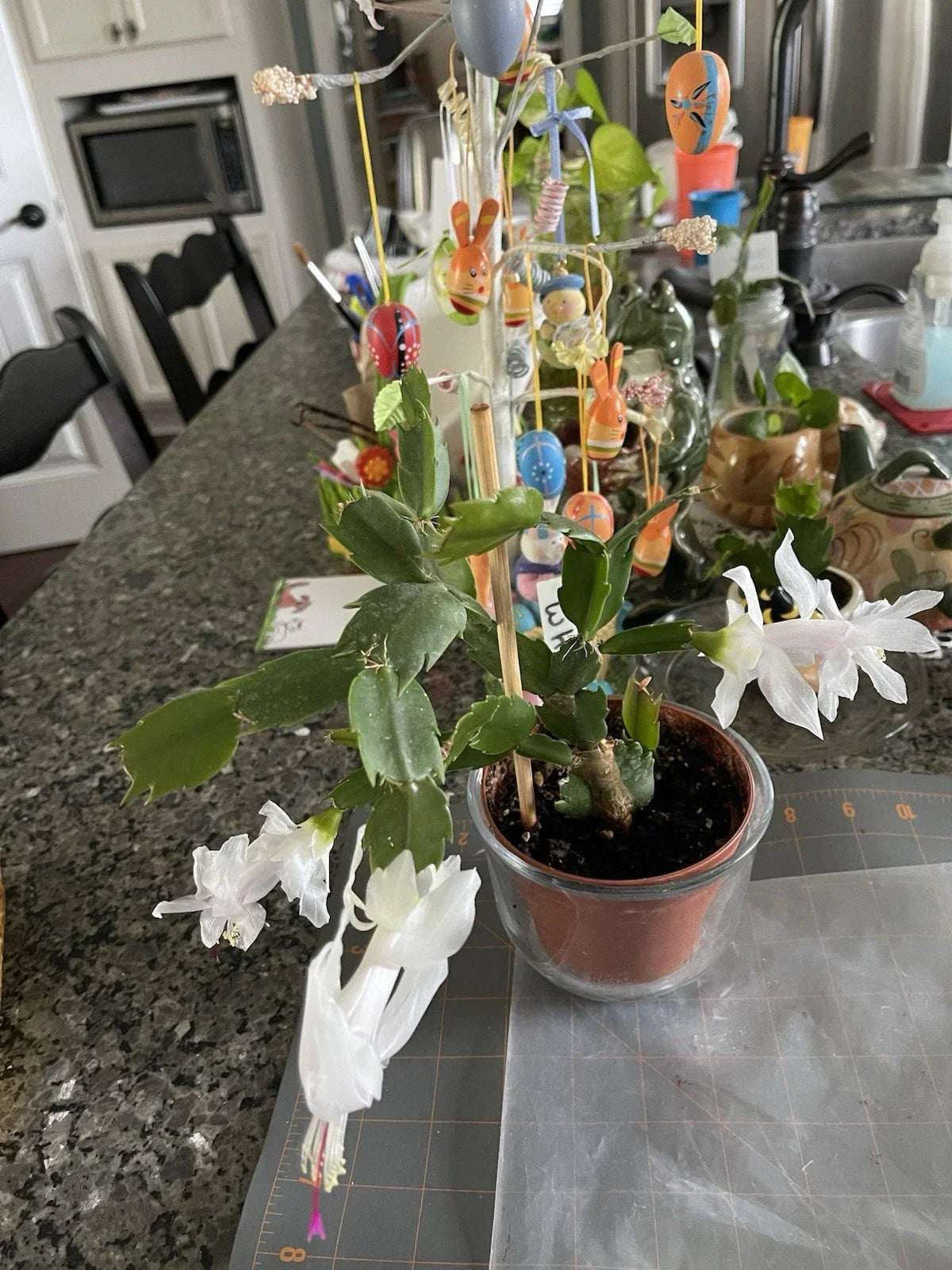 Easy Grow White Cactus Succulent Starter Plant 3-4” - Echinopsis spp. - Ideal for Indoor Gardening, Low Maintenance Decor