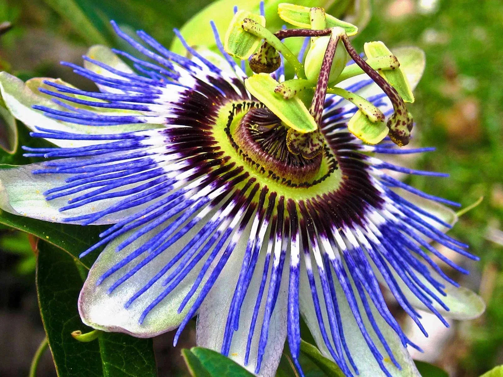 Hardy Blue Crown Passion Flower Starter Plant | Small Rooted Passiflora caerulea | Vibrant Blue Flowers for Garden Vines