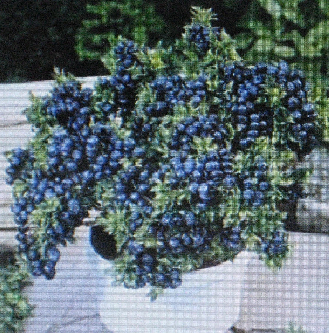 Dwarf Top Hat Blueberry Seeds Bulk 1000 Count - Vaccinium corymbosum 'Top Hat' - Compact Bonsai Specimen for Home Gardening