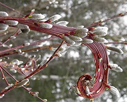 Rare Japanese Fantail Willow Cutting - Fasciated Stems, Curling Growth - Salix Matsudana 'Hakuro-nishiki' for Propagation