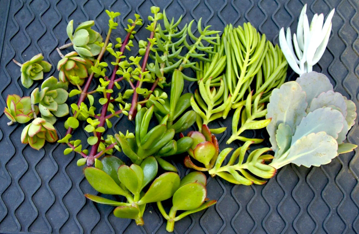Easy Succulent Cuttings - 20+ Mixed Varieties - 2-3 Inch Cuttings for Propagation - Various Species