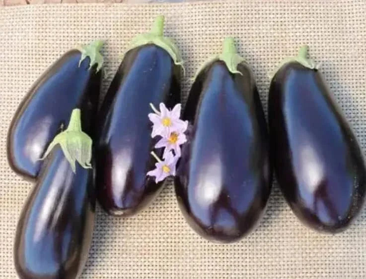American Hybrid Eggplant Seeds - 20 Seeds - Non-GMO Heirloom, Solanum melongena, High-Yield Purple Fruit for Gardening