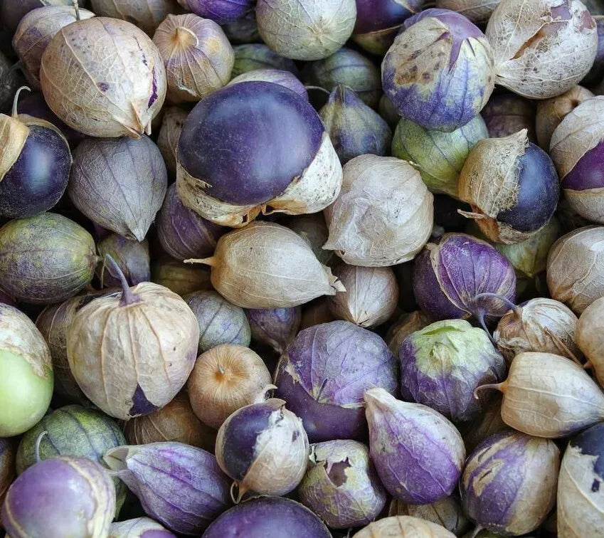 Purple Tomatillo Seeds - 50+ Count - Physalis ixocarpa - Ideal for Salsa - Garden Vegetable - Mexican Culinary Use