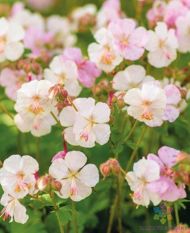 St. Ola Geranium Seeds - 25+ Pack - Pelargonium x hortorum - Vibrant Flowers for Garden Planting - Non-GMO, USA