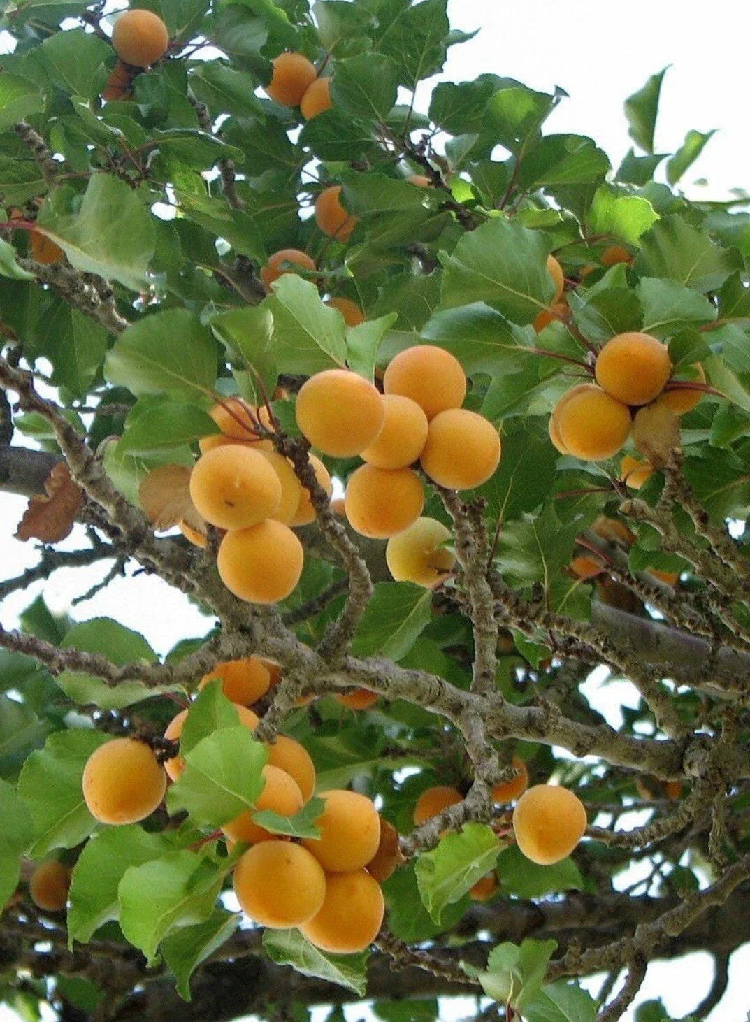 Apricot Tree Cuttings 12" Prunus armeniaca Healthy Grafting Stock for Rooting, Disease-Free, Ideal for Home Gardeners