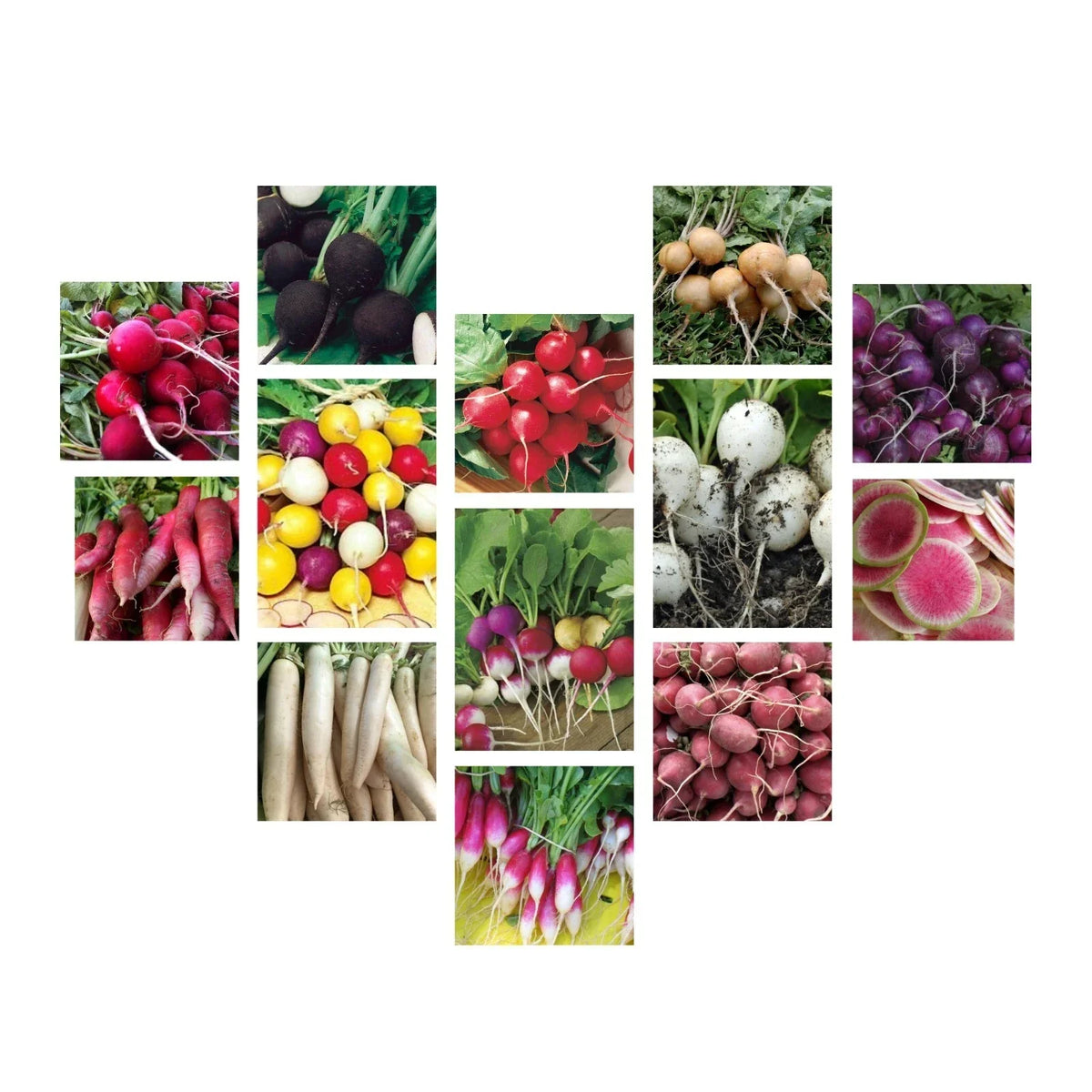 Radish Seeds Collection - 14 Heirloom Varieties, NON-GMO, Raphanus sativus, Home Garden Planting, Fast Germination