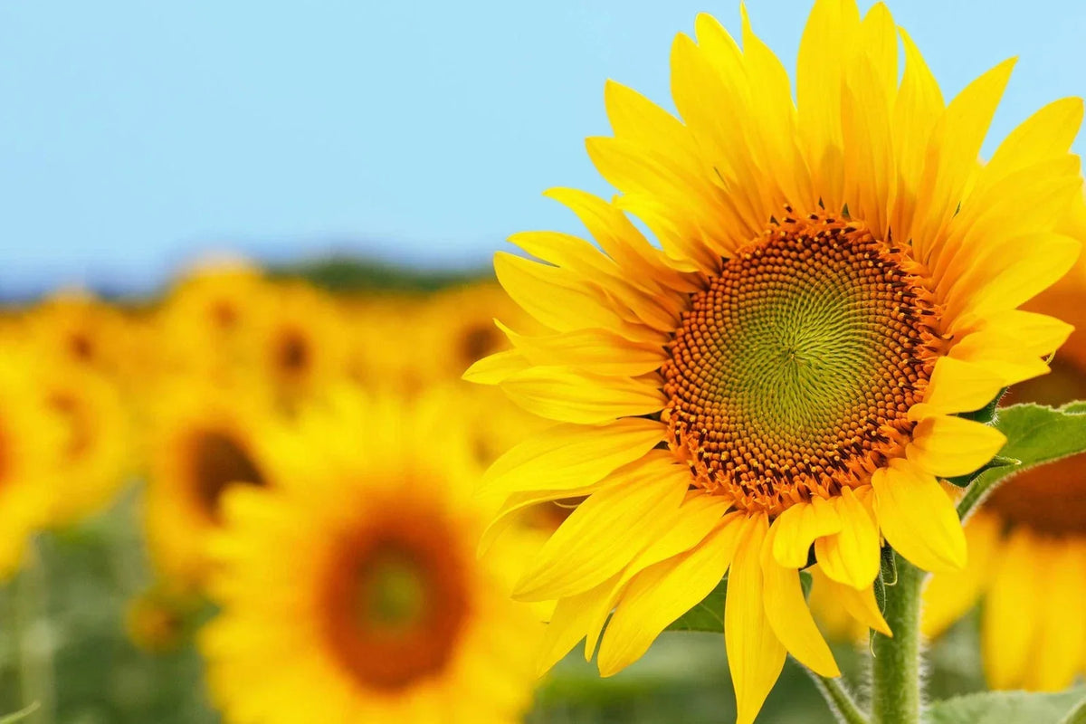 50 Mammoth Sunflower Seeds - Grey Striped - Giant Blooms - Helianthus annuus - Vibrant Yellow Petals - Easy to Grow