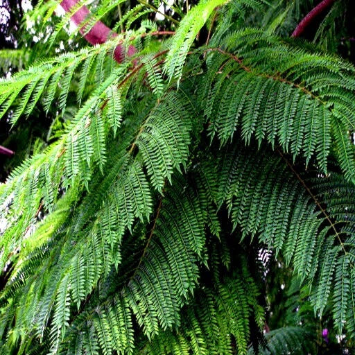 Jacaranda Fern Tree Seeds - Mimosifolia acutifolia - Tropical Blue Flowers - Exotic Garden Plant Seeds - 20 Seeds Packet