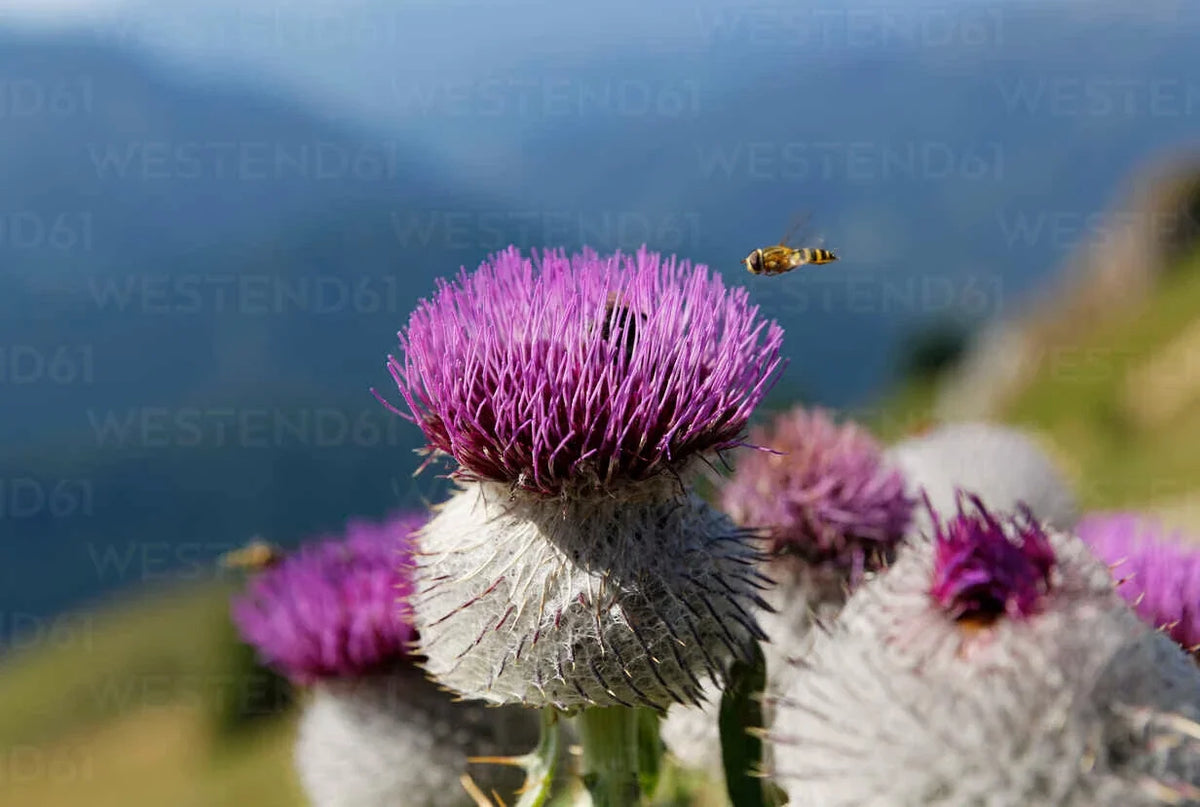 Woolly Thistle Seeds - 200+ Pack - Cirsium eriophorum - USA Grown, Purple Flowers, Drought-Resistant, Attracts Pollinators