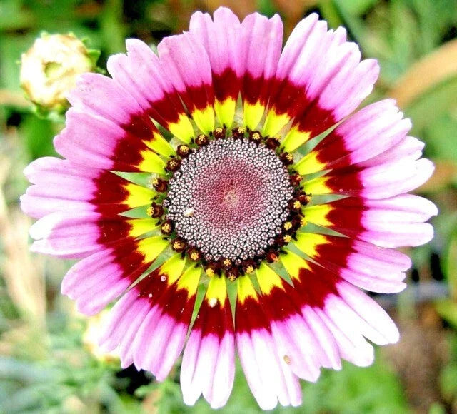 Painted Daisy Seeds - 200+ Yellow Red Pink Mix - Bellis perennis - USA Grown - Vibrant Garden Flowers