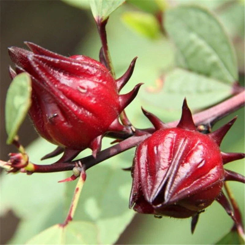 Roselle Seeds - 15+ Seeds Asian Sour Leaf Red Sorrell Hibiscus sabdariffa for Tea & Culinary Use, Non-GMO, USA