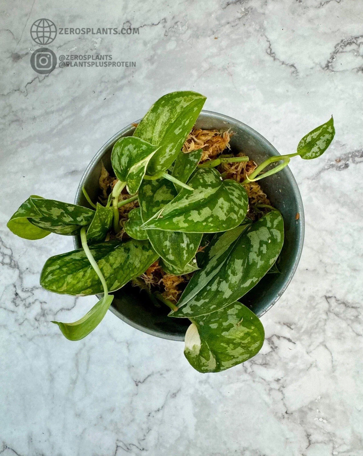 Scindapsus Mayari Cuttings - Rooted Houseplant - Low Variegation - Epipremnum aureum - Lush Green & Silver Foliage