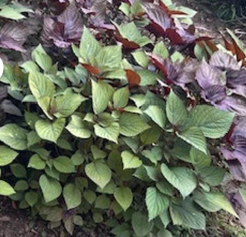 Korean Perilla Seeds, 500+ Seeds, Shiso Edible Herb, Perilla frutescens, Non-GMO, Aromatic Culinary Plant