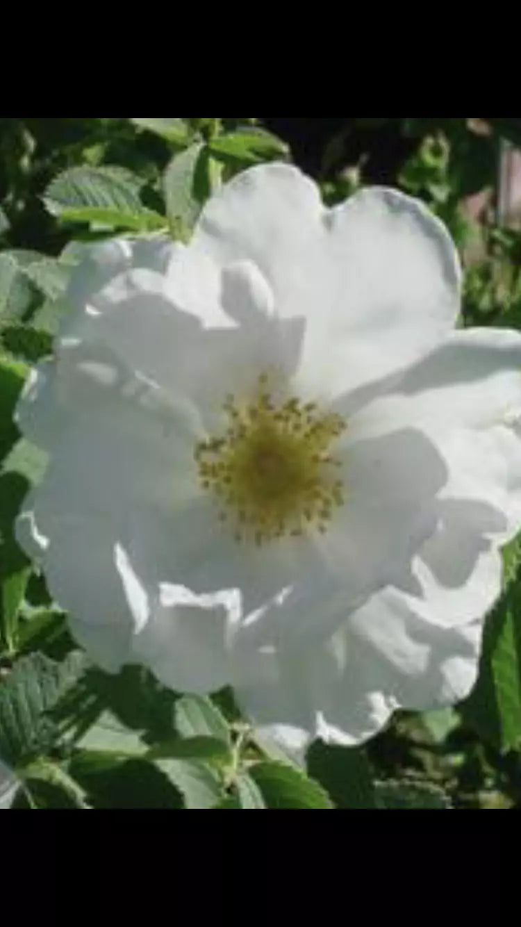 Fragrant Rosa Alba White Rose of York Cuttings - 6-8" Long Shrub Rose - 3 Pieces - Rosa alba - Ideal for Gardens & Landscaping