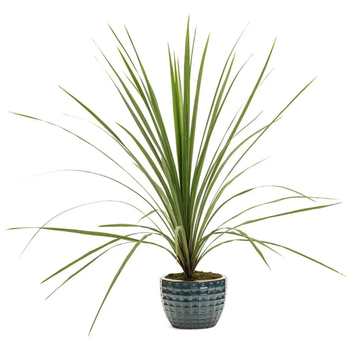 Dracaena Spikes Seeds 25 Pack - Tropical Indoor Plant - Dracaena marginata - Easy to Grow, Pet-Friendly, USA