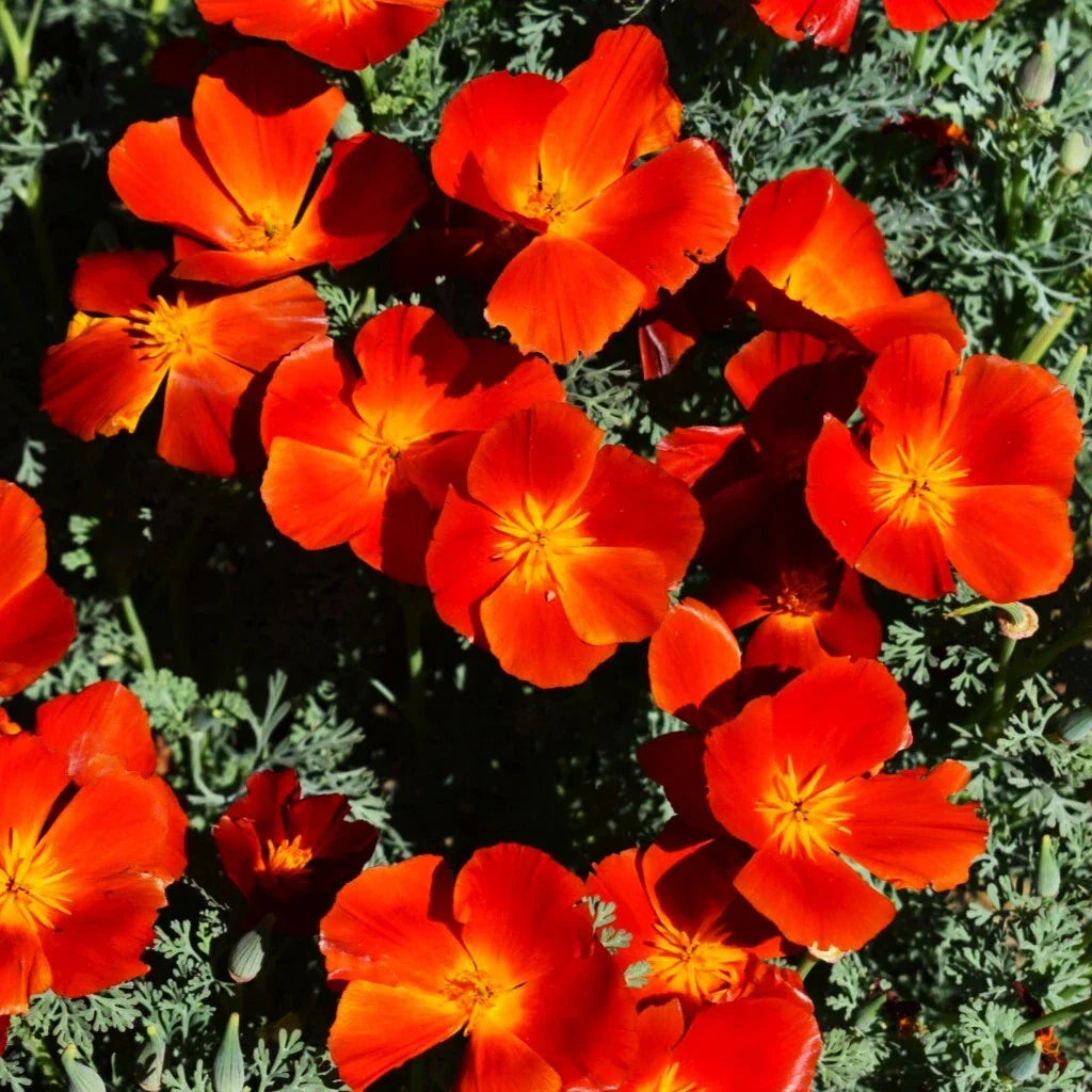 California Poppy Seeds - Red Chief Variety - Scarlet Flanders Poppies - Eschscholzia californica - 100 Seeds for Planting 2025