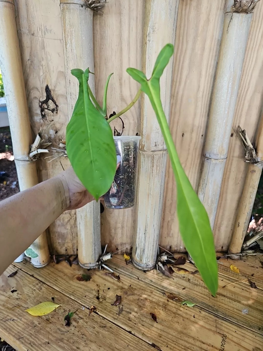 Philodendron Joepii XL Matured Aroid Plant in 3.5" Pot - Rare Tall Indoor Plant for Home Decor, Philodendron Joepii