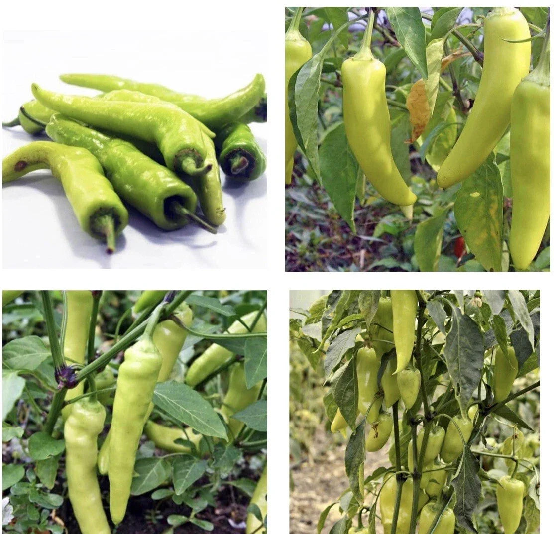 Sweet Banana Pepper Seeds - 30+ Non-GMO Seeds for Planting - Capsicum annuum - Ideal for Home Gardeners