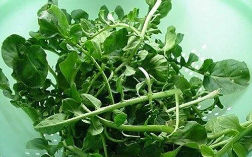 Upland Cress Seeds 1000+ Pack, American Cress, Creasy Green, Lepidium sativum, Fast-Growing, Non-GMO, Nutrient-Rich