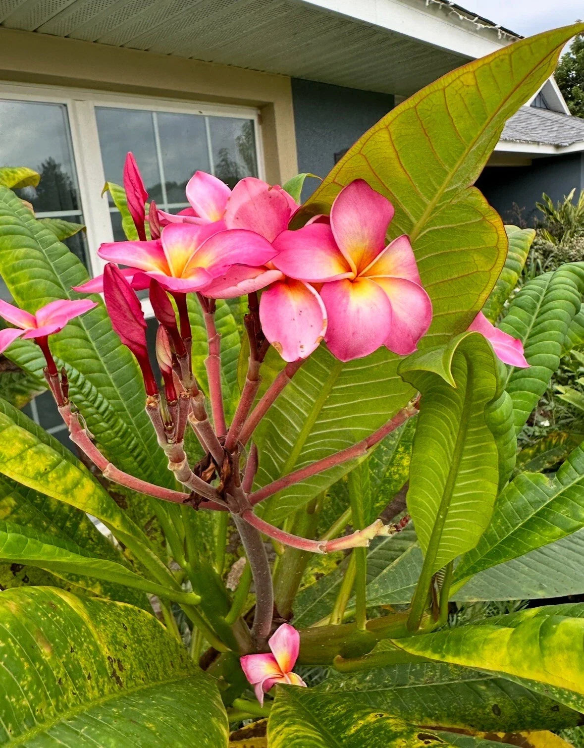 Plumeria Cutting | Live Plant | Frangipani | Plumeria spp. | Tropical Flowering | Easy to Propagate | Fragrant Blooms