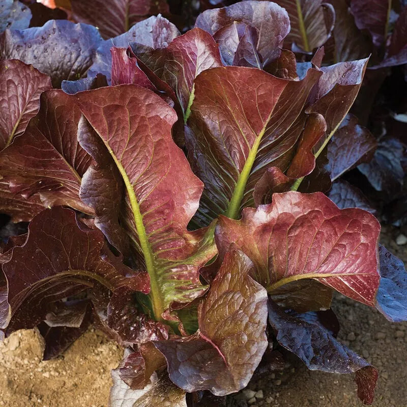 Red Romaine Lettuce Seeds 600+ Heirloom Organic Seeds, Lactuca Sativa - Non-GMO Vegetable Garden Planting