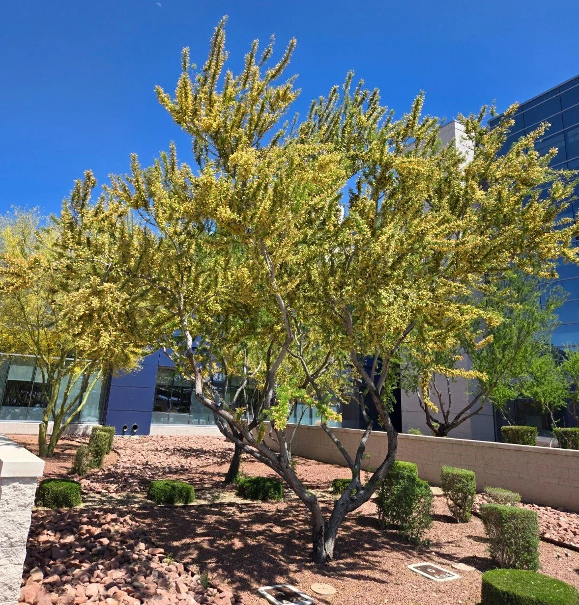 Catclaw Acacia Seeds - 10+ Premium Seeds, Drought-Tolerant Tree, Acacia greggii, Xeriscaping, Native Southwestern U.S.