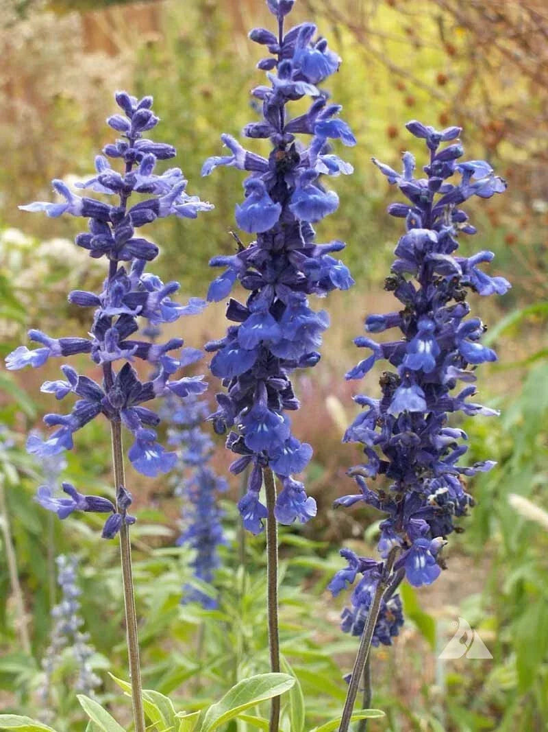 Sage Blue Salvia Seeds - 300+ Non-GMO Perennial Hummingbird & Butterfly Attractor - Salvia nemorosa