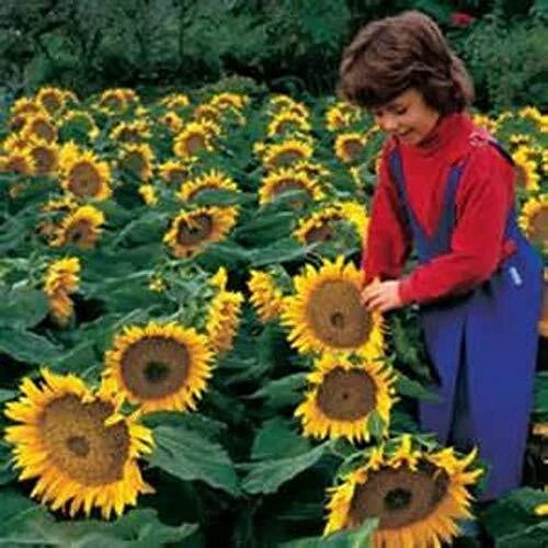 Dwarf Sunspot Sunflower Seeds | 50+ Seeds | Bright Yellow Blooms | Helianthus annuus | Compact Garden Flowers