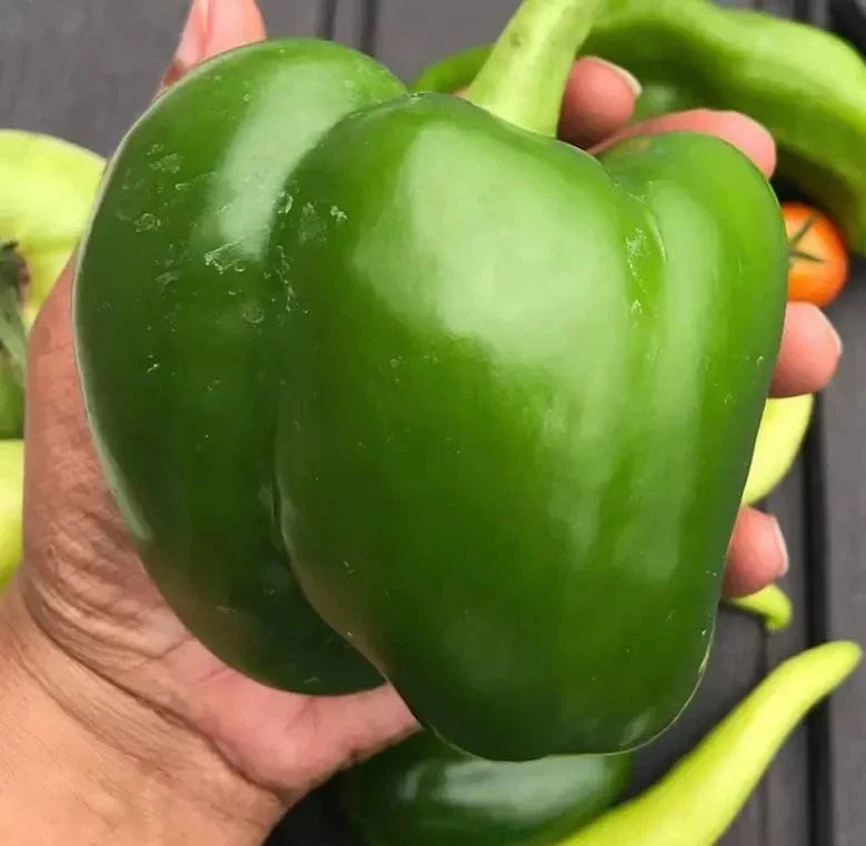 Giant Keystone Resistant Sweet Heirloom Tomato Seeds - Organic Non-GMO - 25+ Seeds - Perfect for Home Gardens