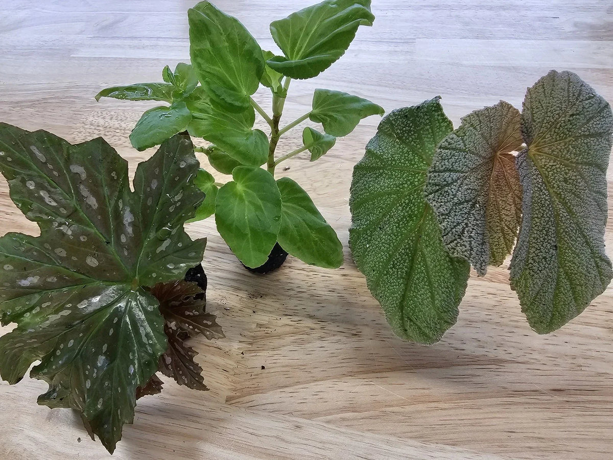 Angel Wing Begonia Starter Plant Bundle - Assorted Varieties - Begonia coccinea - Indoor House Plants for Easy Gardening