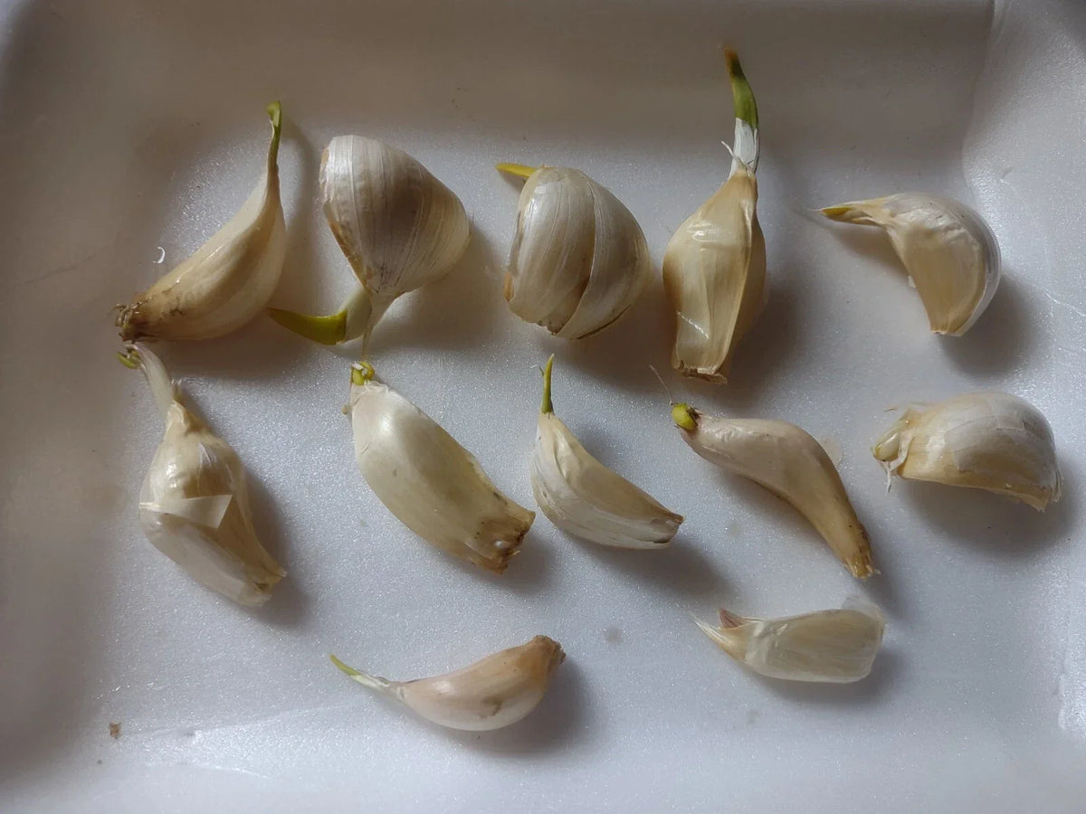 Organic Garlic Cloves Seeds for Planting - 30+ Large Cloves, Allium sativum, Hand-Harvested, Antioxidant-Rich