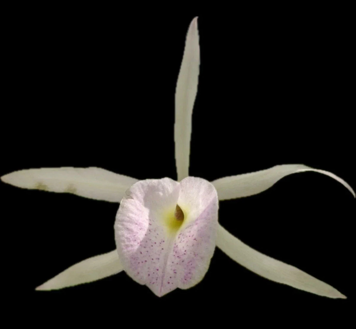 Brassocattleya Playa Herradura Orchid Plant - Super Bare Root Nodosa Variety - Exotic Flowering Orchid - Brassocattleya Playa Herradura