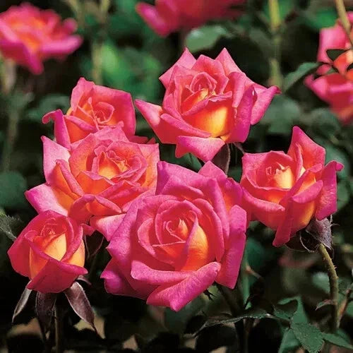 Hot Tamale Miniature Rose Cuttings - 4" Unrooted Fresh Stems - Rosa 'Hot Tamale' - Vibrant Red Blooms for Propagation