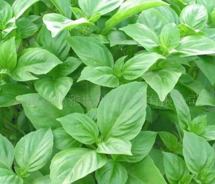 Organic Basil Seeds - 50 Pack - Big Leaf Green - Ocimum basilicum - Culinary Herb for Home Garden