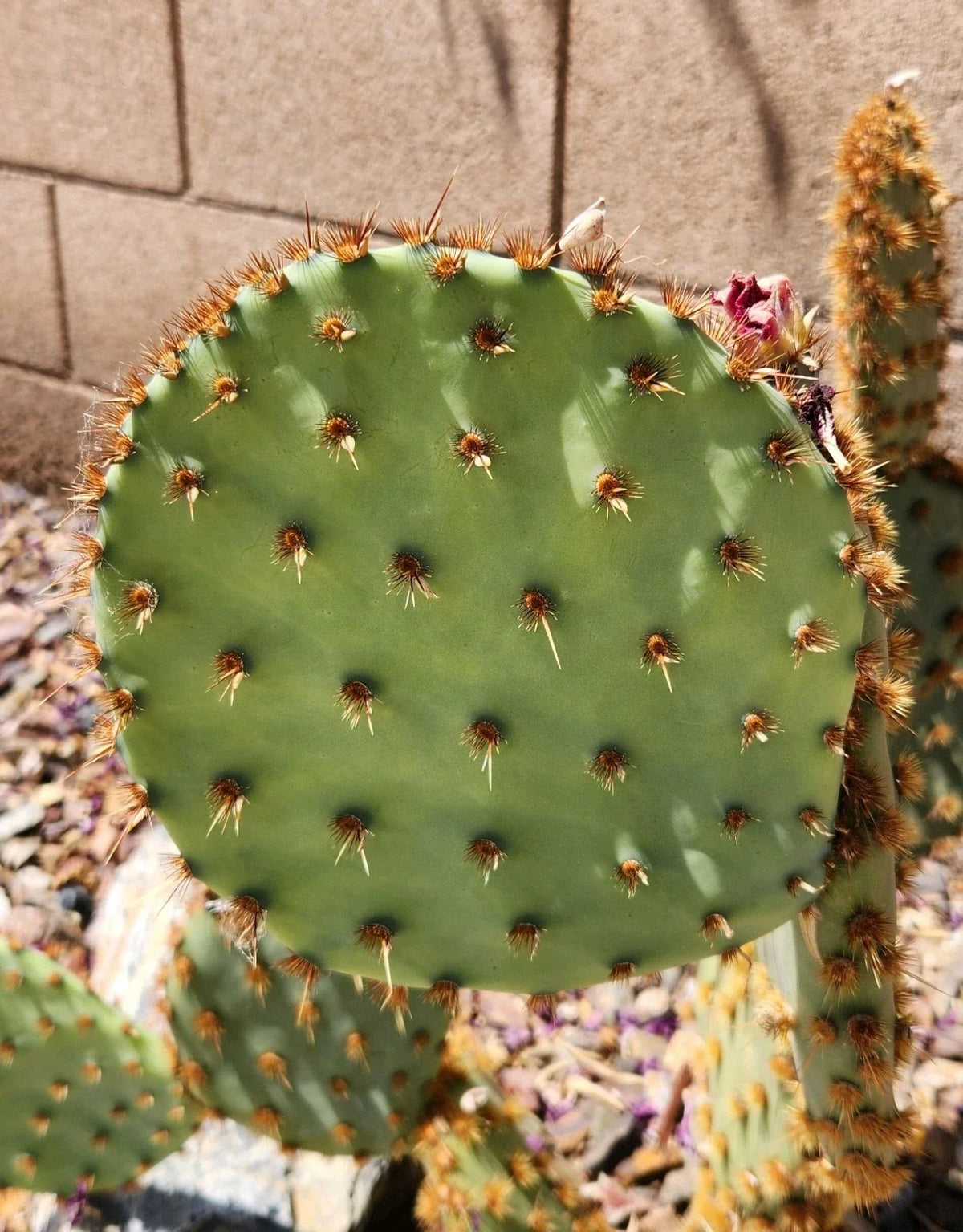 Live Cactus Pad Cutting - Opuntia Aciculata Chenille Prickly Pear - Succulent Plant for Indoor & Outdoor Gardening