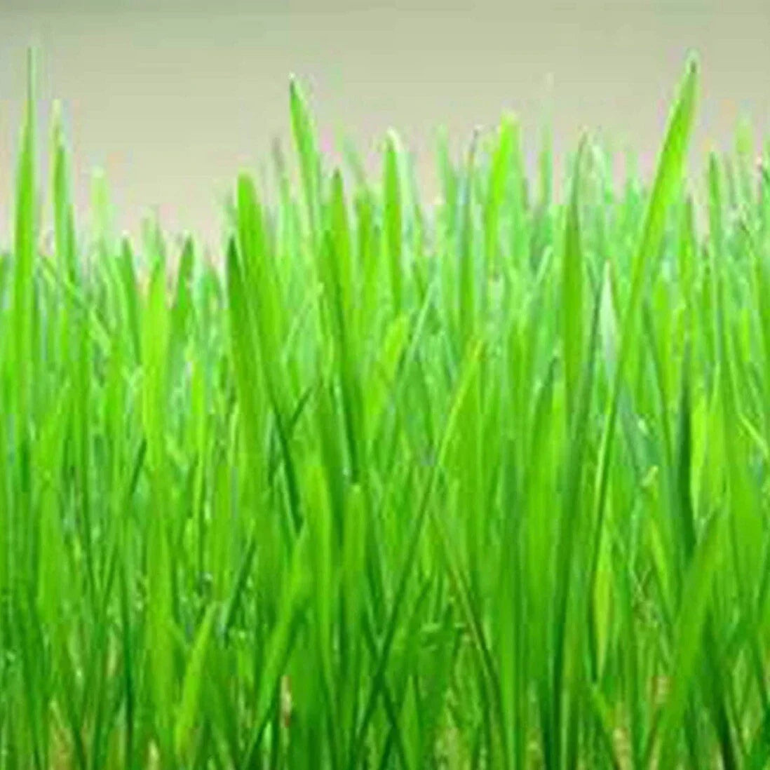 Cat Grass Seeds - 300+ Organic Heirloom Red Wheat - Non-GMO Pet-Friendly Triticum aestivum - Easy to Grow Indoor/Outdoor